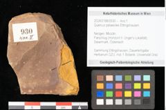 Foto (Objekt + Etikett) von Quercus palaeoilex Ettingshausen (NHMW-GEO-2024-0188-0930)